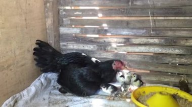 mother hen and her chicks in a coop
