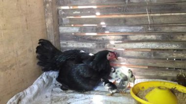 mother hen and her chicks in a coop