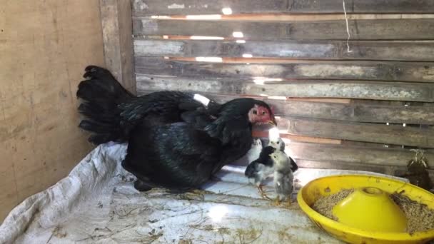 Mother Hen Her Chicks Coop — 图库视频影像