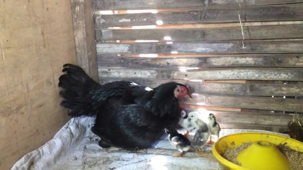 Mother Hen Her Chicks Coop — 图库视频影像