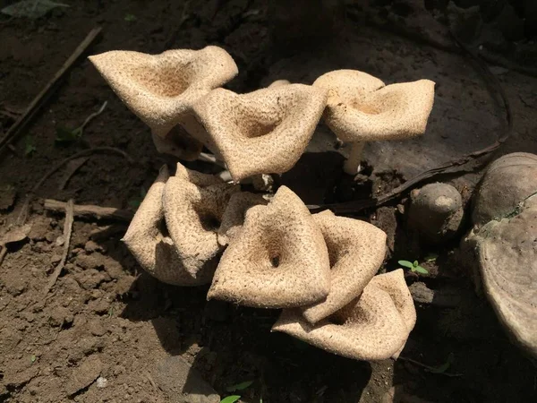 Close Mushroom Unique Shape Trunk Long Felled Mango Tree Parasitic — 스톡 사진