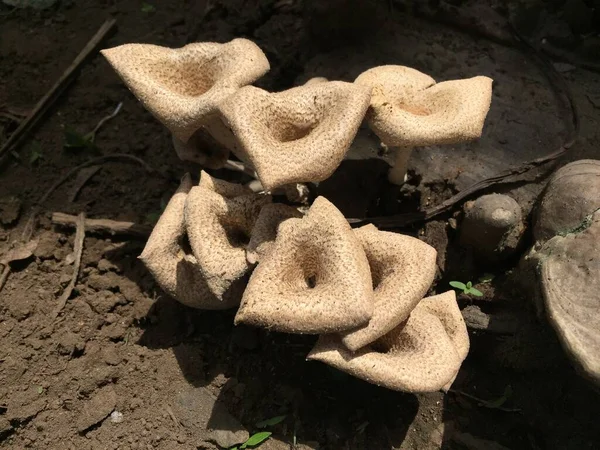 Close Mushroom Unique Shape Trunk Long Felled Mango Tree Parasitic — Fotografia de Stock