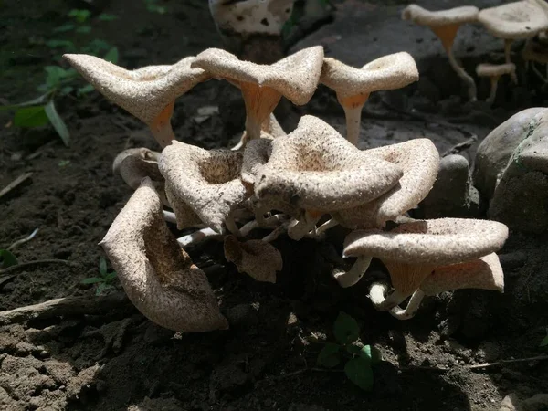 Close Mushroom Unique Shape Trunk Long Felled Mango Tree Parasitic — Foto de Stock