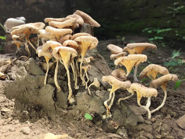 Close Mushroom Unique Shape Trunk Long Felled Mango Tree Parasitic — Fotografia de Stock