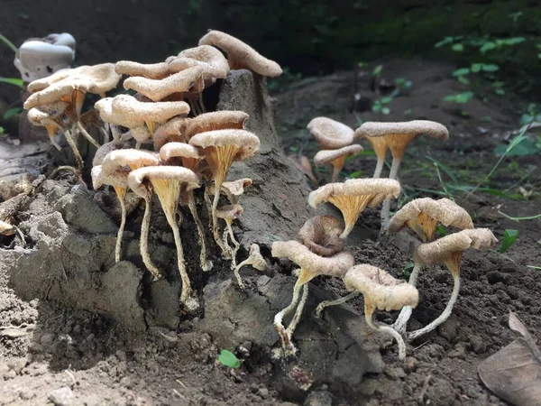 Close Mushroom Unique Shape Trunk Long Felled Mango Tree Parasitic — Stok fotoğraf