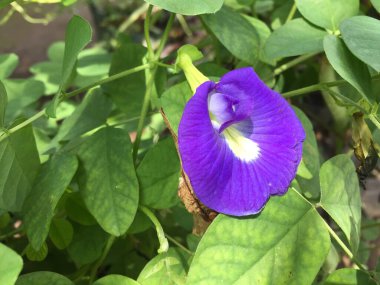 Klitoria ternatea çiçeği güzel karakteristik rengiyle