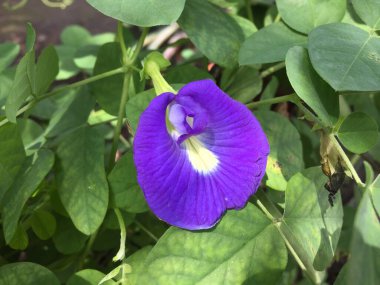 Klitoria ternatea çiçeği güzel karakteristik rengiyle