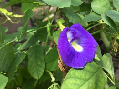 Klitoria ternatea çiçeği güzel karakteristik rengiyle