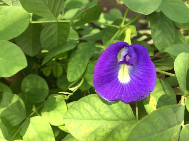 Klitoria ternatea çiçeği güzel karakteristik rengiyle