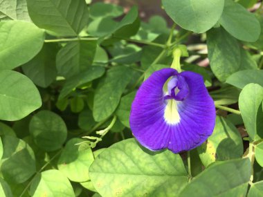 Klitoria ternatea çiçeği güzel karakteristik rengiyle