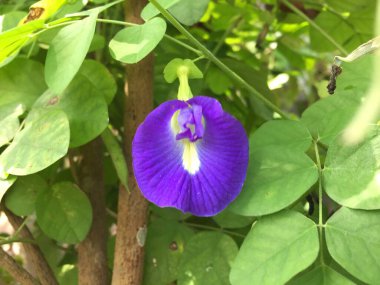 Klitoria ternatea çiçeği güzel karakteristik rengiyle