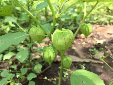 Bahçede yetişen Physalis bitkileri hala çiğ.