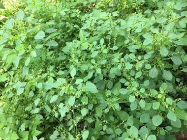 Bahçede yetişen otlar