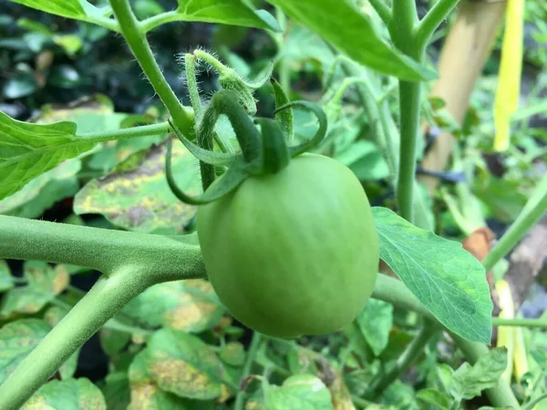 家庭菜園で成長している未熟なトマトの植物 有機野菜の庭で枝に新鮮な天然緑のトマト — ストック写真