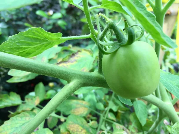 家庭菜園で成長している未熟なトマトの植物 有機野菜の庭で枝に新鮮な天然緑のトマト — ストック写真