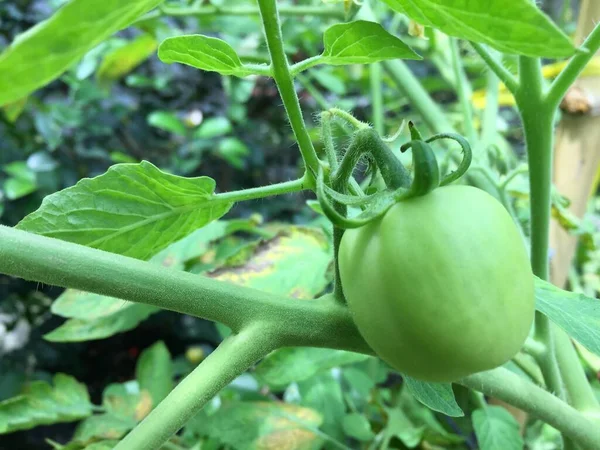 家庭菜園で成長している未熟なトマトの植物 有機野菜の庭で枝に新鮮な天然緑のトマト — ストック写真