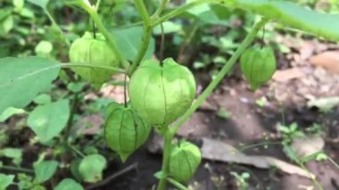 Bahçede yetişen Physalis bitkileri hala çiğ.