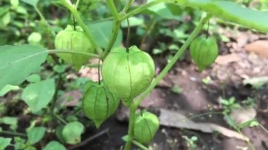 Bahçede yetişen Physalis bitkileri hala çiğ.