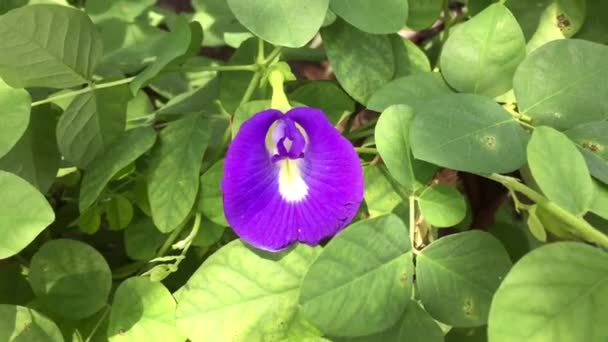 Clitoria Ternatea Flor Con Hermoso Color Característico — Vídeos de Stock
