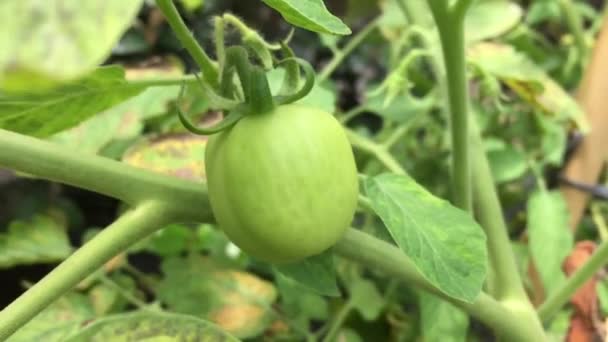 Plantes Tomate Immatures Poussant Dans Jardin Maison Tomates Vertes Naturelles — Video