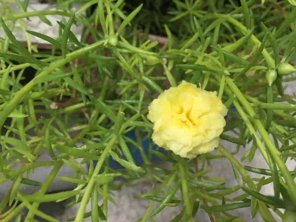 Een Prachtig Uitziende Gele Bloem Die Heeft Gebloeid — Stockfoto