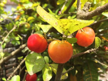 Hâlâ ağaçta asılı duran güzel renklerde mini elmalar.