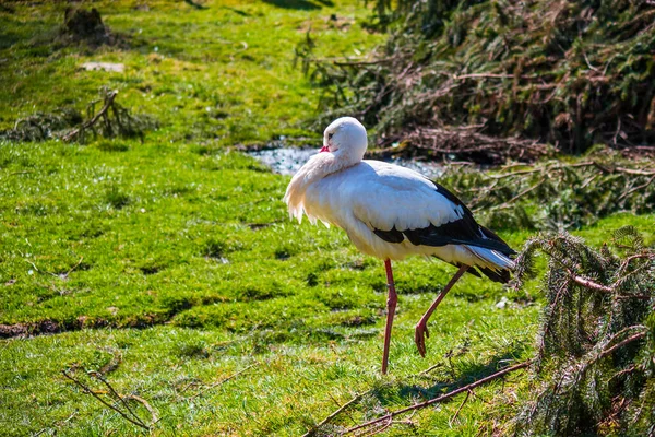 Sleepy Stork Standing One Foot — Stock Photo, Image