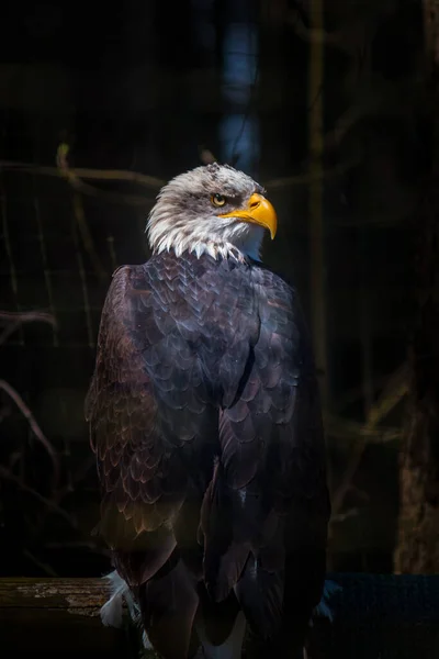 Majestätischer Adler Sitzt Und Schaut Sich — Stockfoto