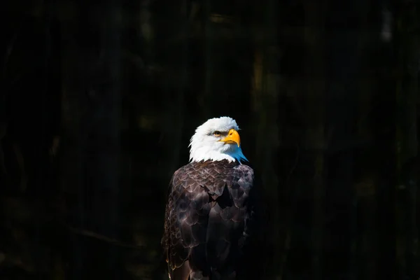 Majestuoso Águila Sentado Mirando Alrededor — Foto de Stock