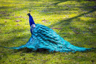 Katlanmış kuyruklu renkli tavus kuşu, güzel tüye odaklan.