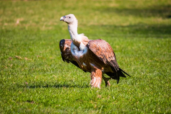 Sehr Alter Geier Geht Auf Gras Und Freut Sich — Stockfoto