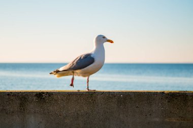 Martı tek ayak üzerinde duruyor
