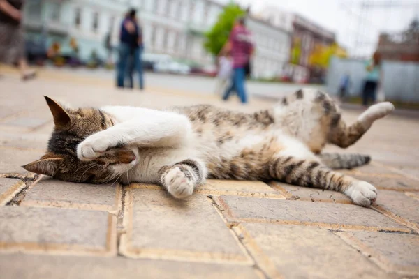 Beautiful Cat Lies Ground Covering Its Face Its Paw — Stockfoto