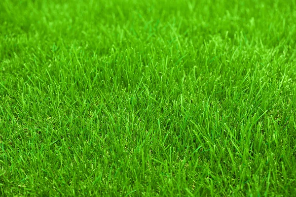 Färsk Våren Gräsmattan Grön Gräs För Bakgrund — Stockfoto