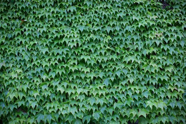 Wall Covered Green Ivy — Fotografia de Stock