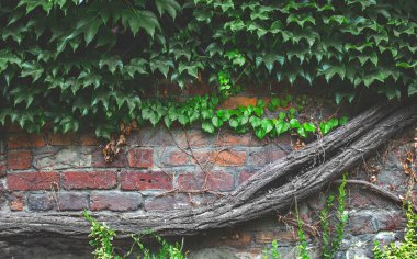 composition brick wall covered in green ivy trunk of dry wood