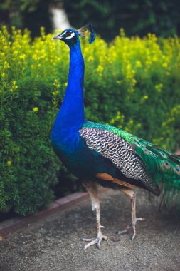 Peacock male peacock displaying his tail feathers