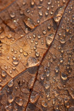 Yakın çekim yaprak üzerinde Su damlacıkları