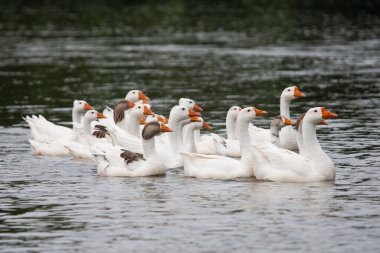 a flock of geese on the river