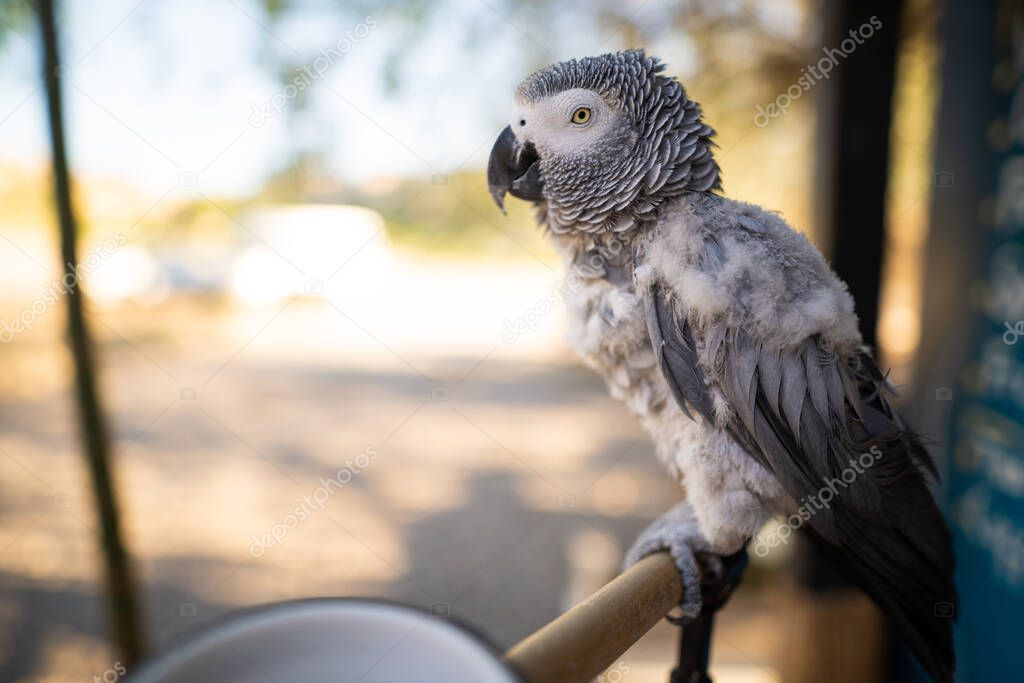 African gray parrot Jaco 
