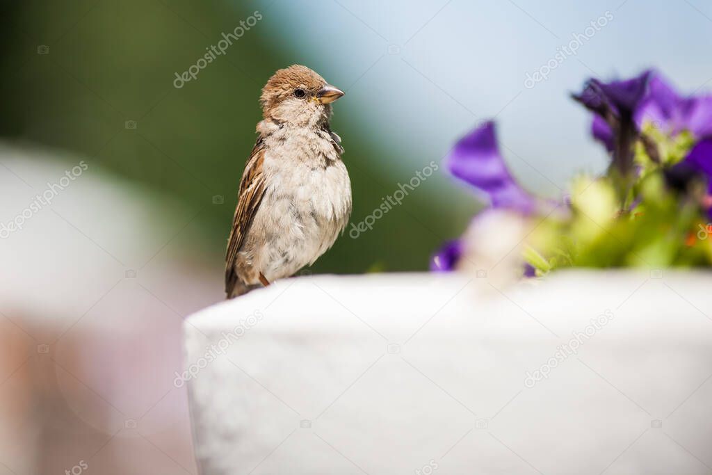 beautiful sparrow on a colored background