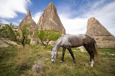 beautiful horses graze in the pasture