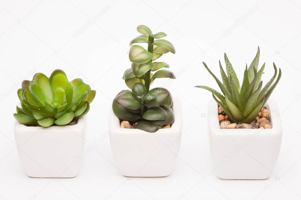 decorative plant in a pot on a white background for the interior