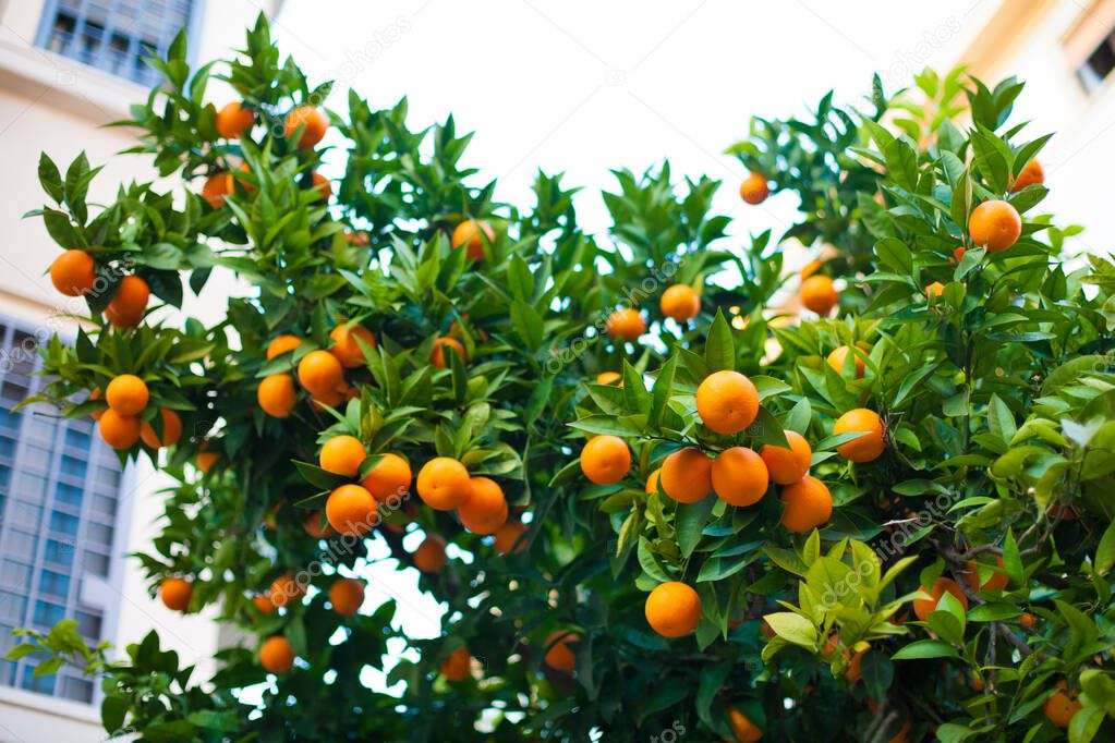 tangerine orange tree with fruit
