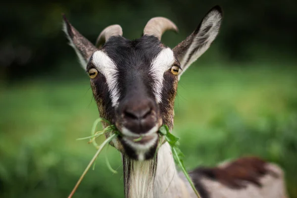 Retrato Gracioso Una Cabra Comiendo Hierba — Foto de Stock