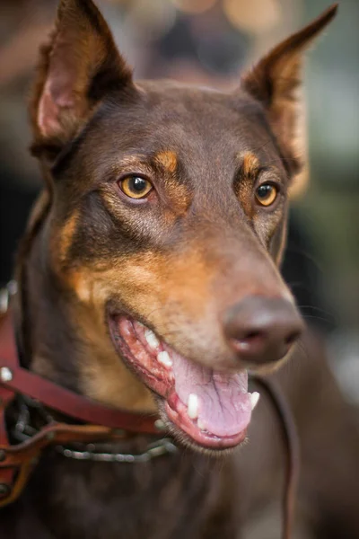 美しい肖像画犬種ドーベルマン — ストック写真