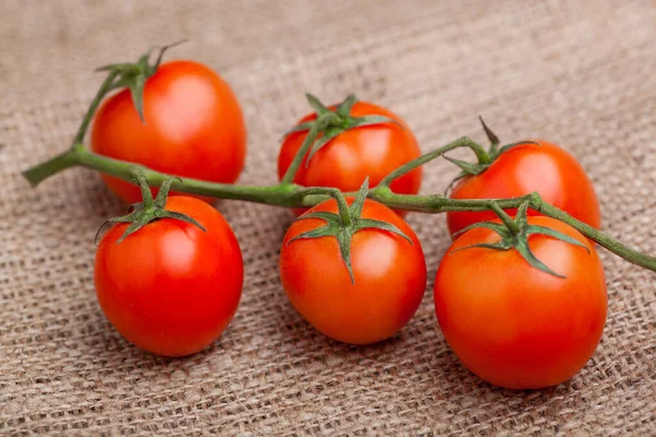 Branch Fresh Tomatoes Sacking — Stockfoto