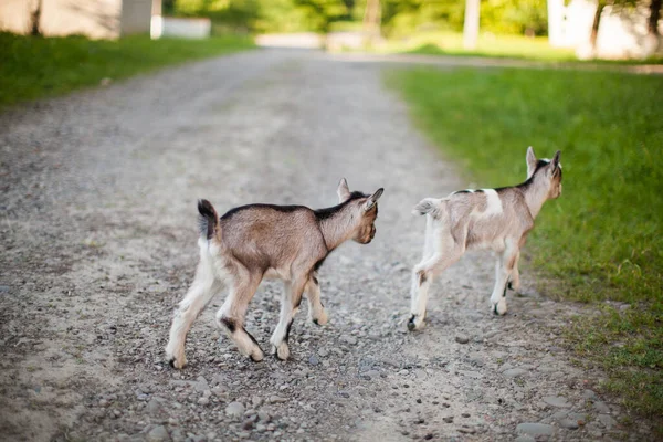 Una Hermosa Foto Dos Cabras Jugando — Foto de Stock