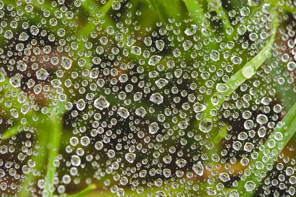 Close Dew Droplets Spider Web — Stock Photo, Image