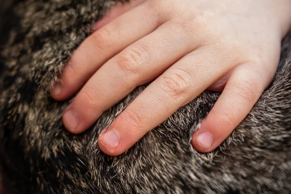 Makro Närbild Småbarn Hand Petting Katt — Stockfoto